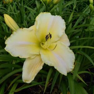 Hemerocallis 'Gentle Shepherd' ---